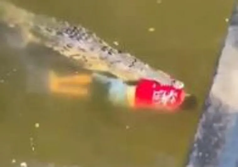 Futbolista muere por un ataque de un cocodrilo